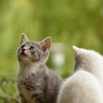 kittens, felines, pets-2273598.jpg