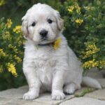 dog, puppy, golden retriever-8688602.jpg